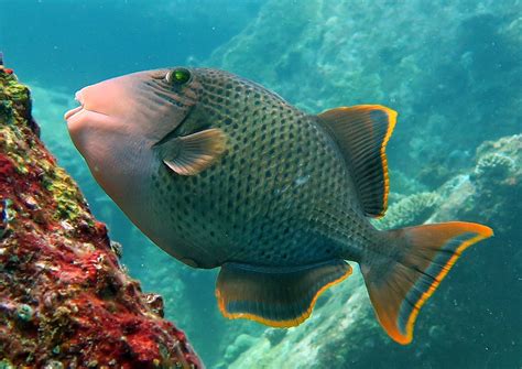 Triggerfish .